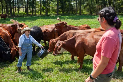 Maria Contreras, left, and her daughter, Lorena Jenkins, feed cattle at their family farm in Blevins, Ark. on Sept. 7, 2023. Photo by Rory Doyle.